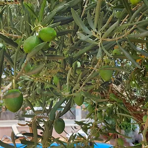Accommodatie bij particulieren El Olivo, Ronda